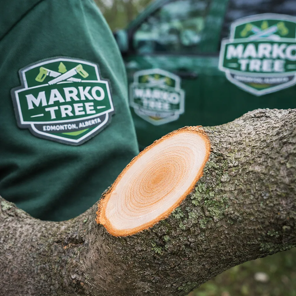 Close-up of a correct pruning cut at the branch collar on a medium limb, showing clean cut surface and proper location.